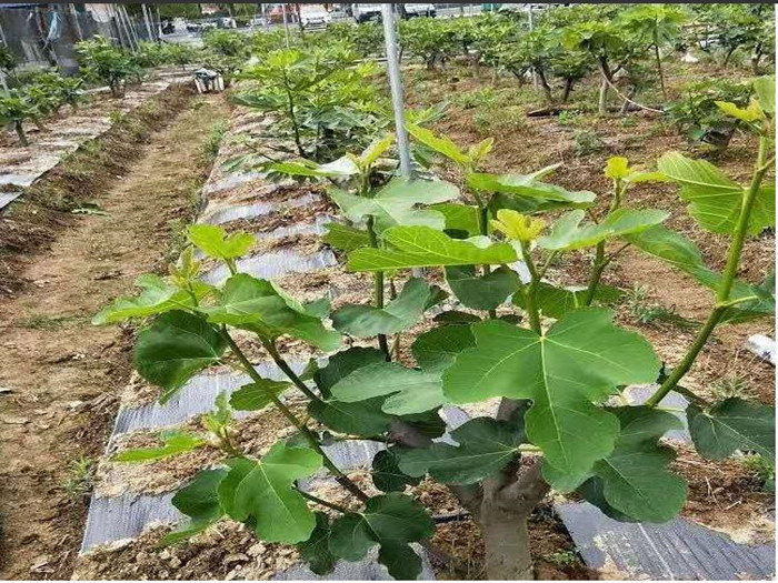 防草布材质的区别